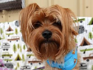 Kimber, an adopted mixed breed in Anaconda, MT image 1/2