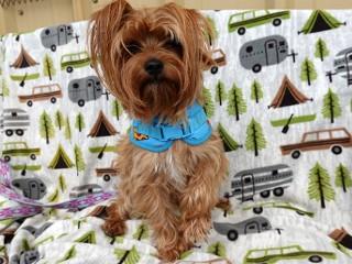 Kimber, an adopted mixed breed in Anaconda, MT image 2/2