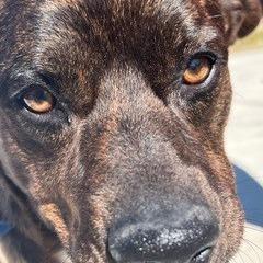 Buddy, a Adoptable Mixed Breed in Glenmora, LA image 3/3