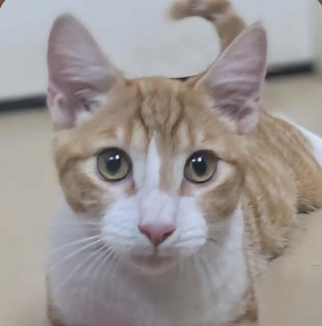 Kismet, Adopted, Kitten Male Domestic Short Hair.