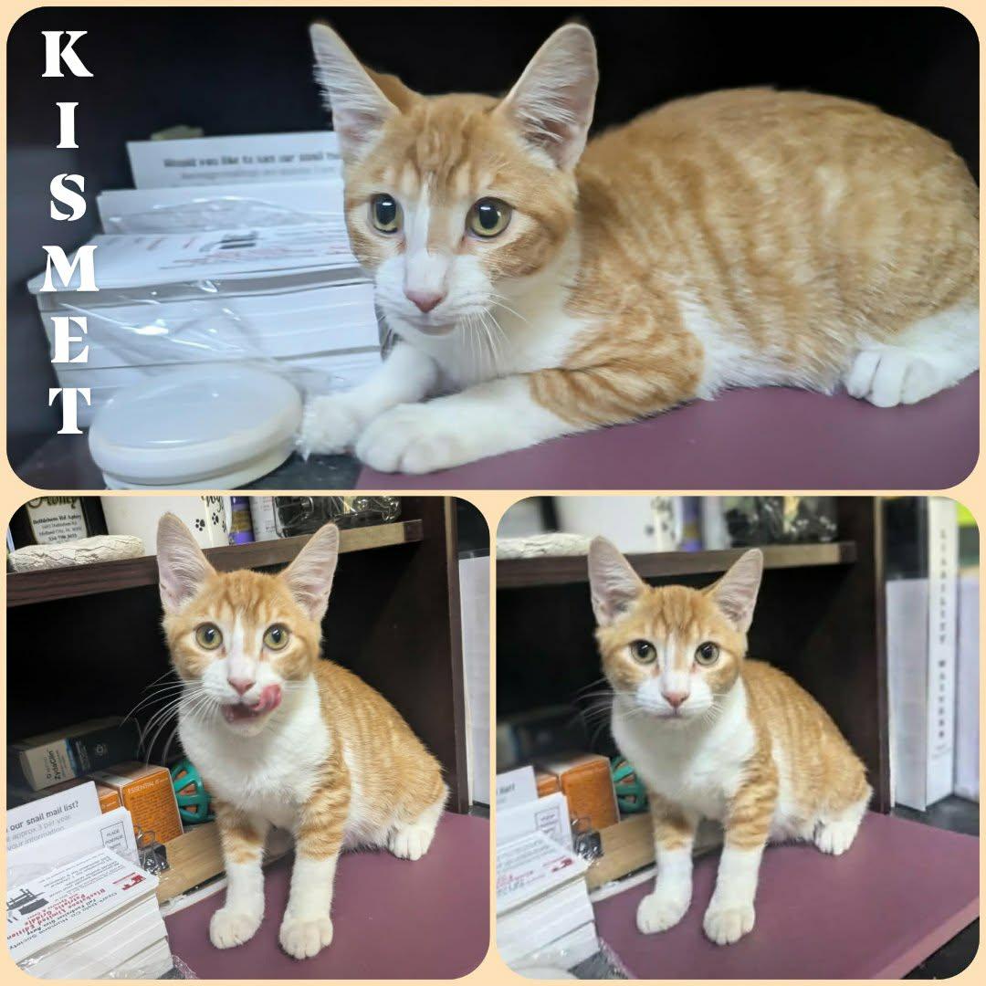 Enlarge Kismet, a Adopted mixed breed in Ozark, AL image 4/4