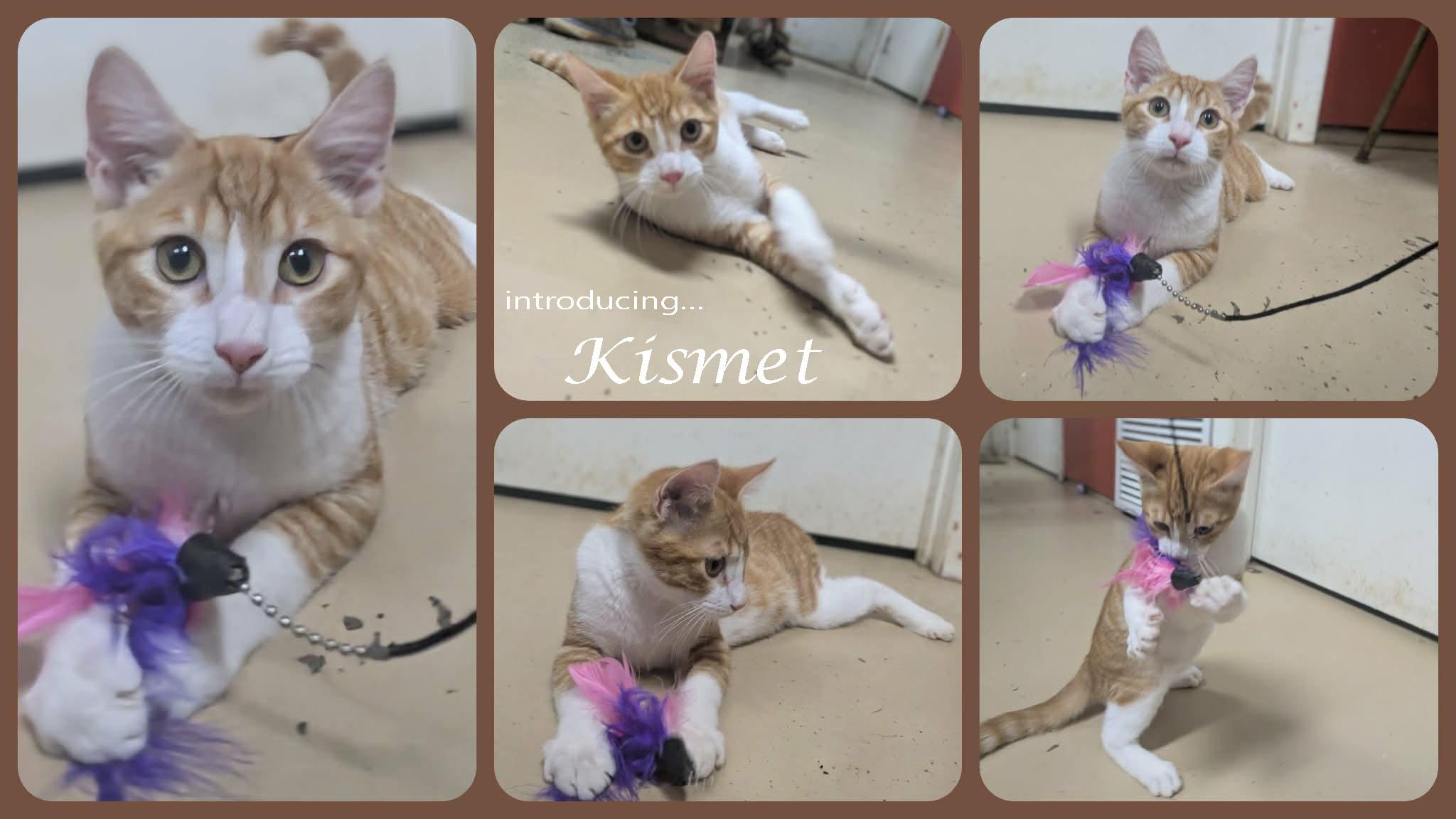 Enlarge Kismet, a Adopted mixed breed in Ozark, AL image 2/4