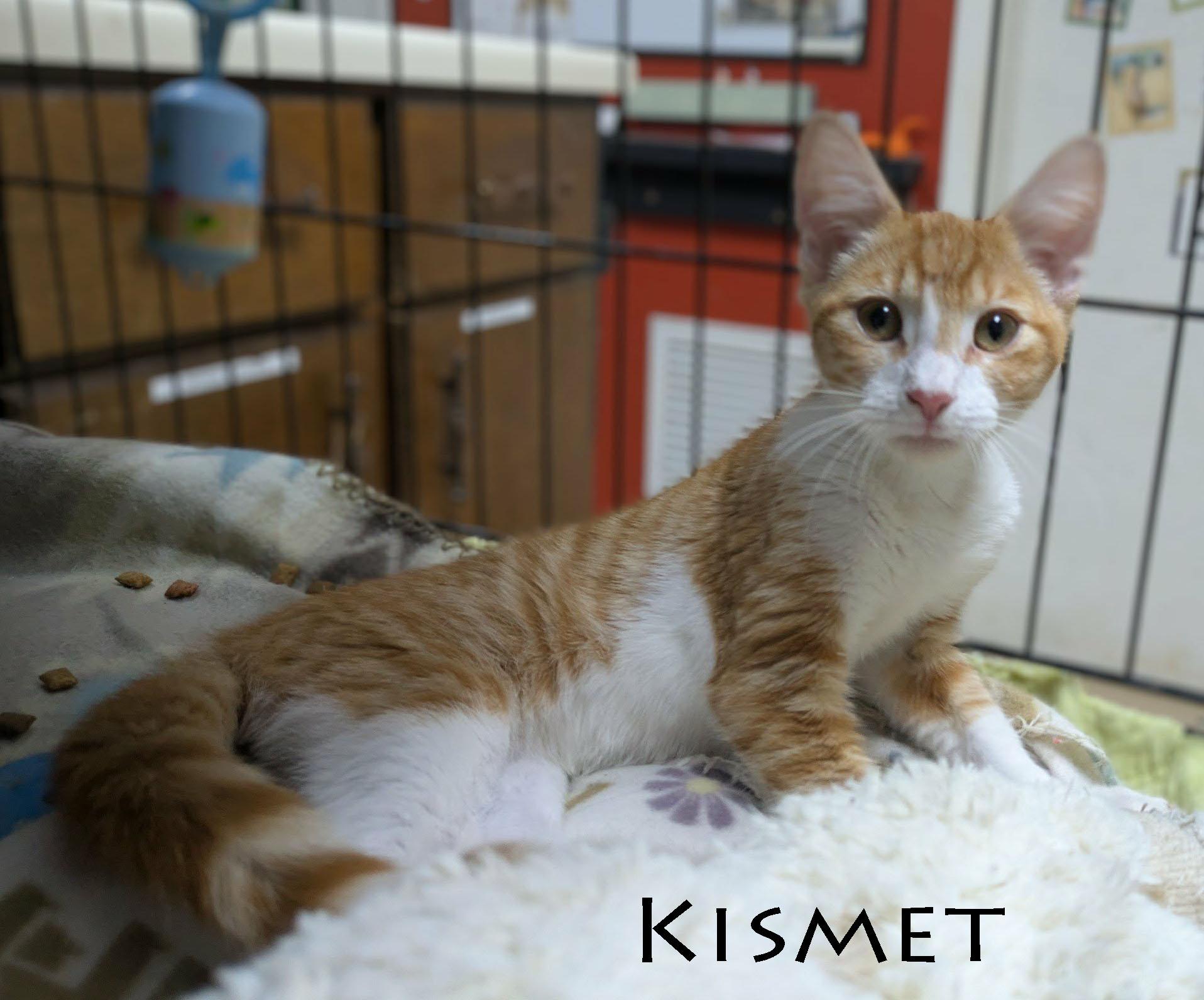 Enlarge Kismet, a Adopted mixed breed in Ozark, AL image 3/4