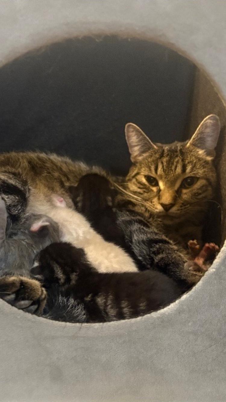 Betty, a ADOPTABLE Domestic Short Hair in St. Ignace, MI image 2/2