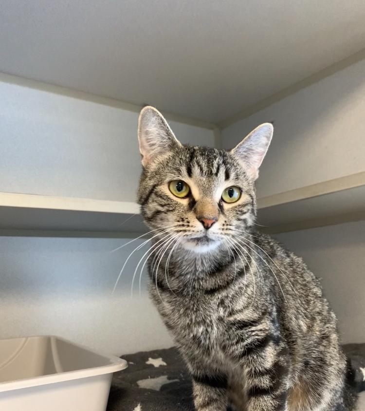 Betty, ADOPTABLE, Young Female Domestic Short Hair.