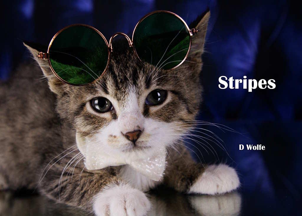 Enlarge Stripes, a Adopted Tabby in York, NE image 2/4