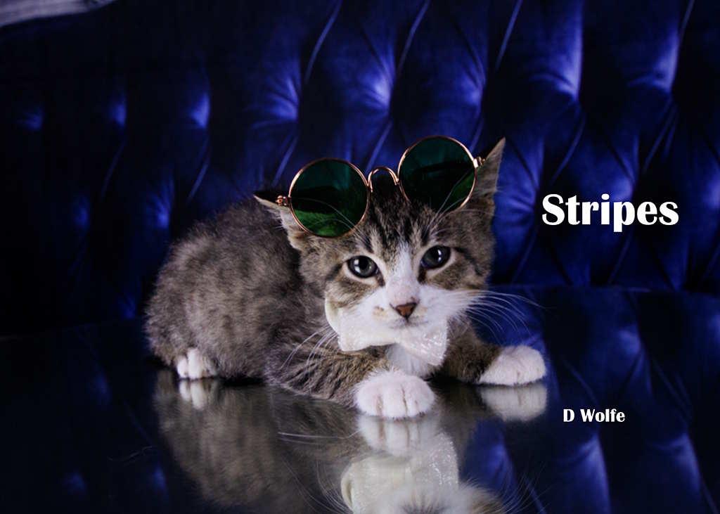 Enlarge Stripes, a Adopted Tabby in York, NE image 4/4
