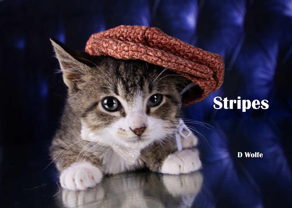 Stripes, Adopted, Kitten Male Tabby.