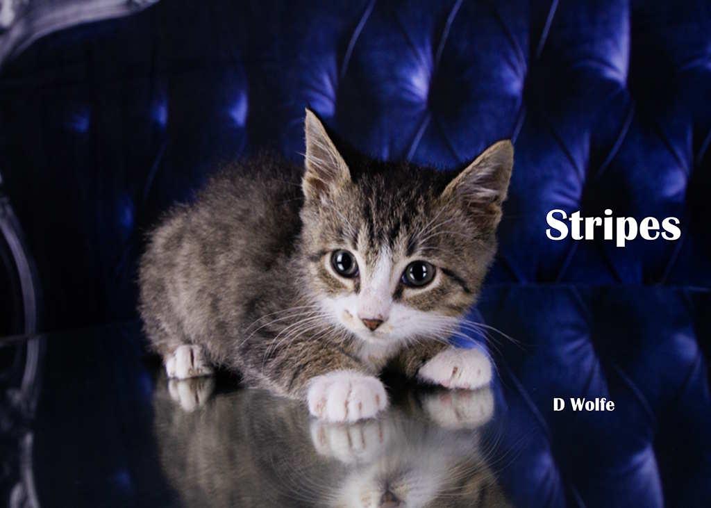 Enlarge Stripes, a Adopted Tabby in York, NE image 3/4
