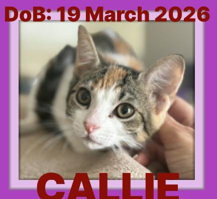 Enlarge CALLIE, a Adopted Domestic Medium Hair in Sebec, ME image 2/3