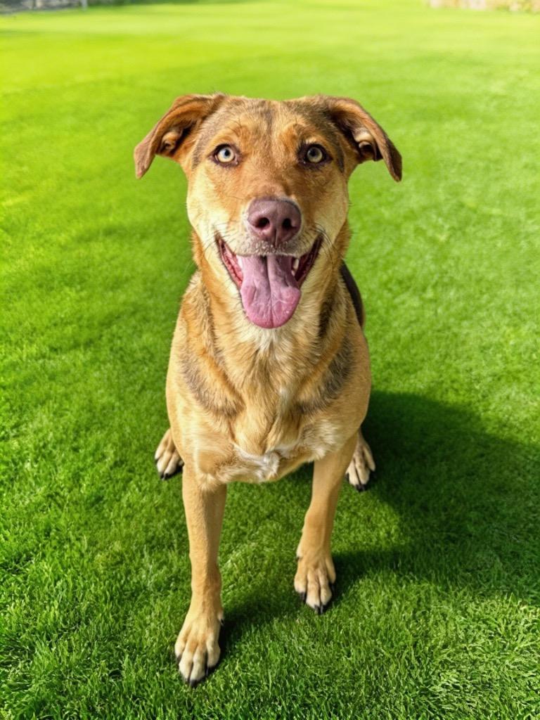 Enlarge Rosie, a Adoptable mixed breed in Midland, TX image 1/4