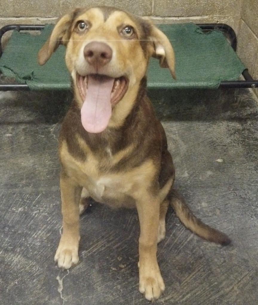 Enlarge Rosie, a Adoptable mixed breed in Midland, TX image 2/4