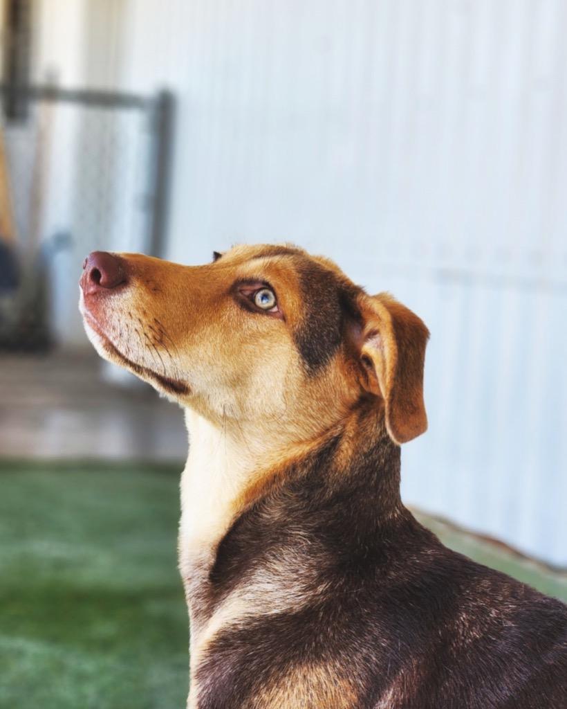 Enlarge Rosie, a Adoptable mixed breed in Midland, TX image 3/4