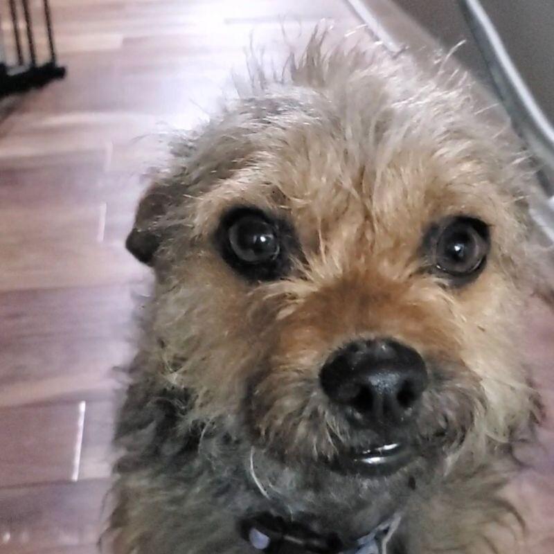 Sylvie (Joy), Adoptable, Adult Female Yorkshire Terrier & Miniature Poodle.