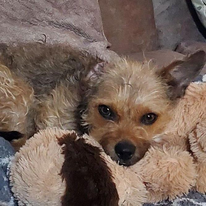 Enlarge Sylvie (Joy), a Adoptable mixed breed in Alma, WI image 2/6