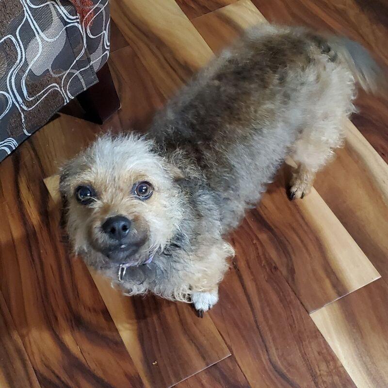 Enlarge Sylvie (Joy), a Adoptable mixed breed in Alma, WI image 3/6