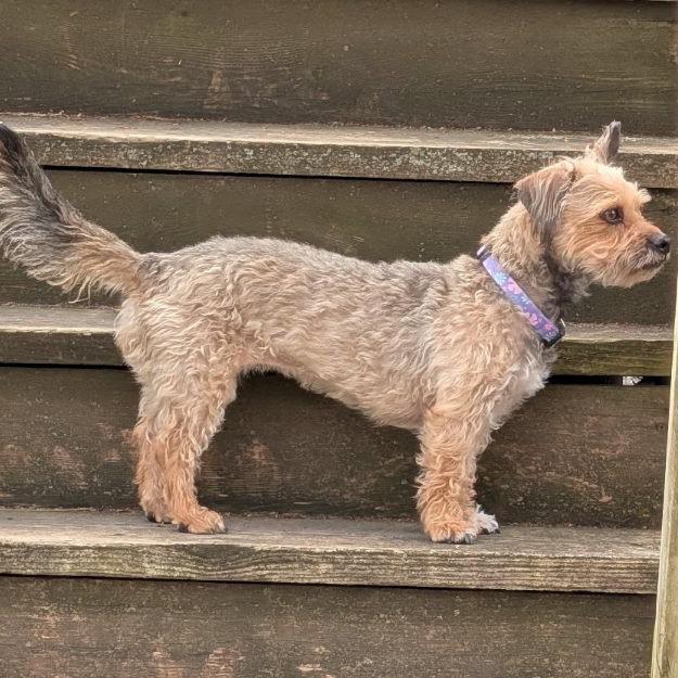 Enlarge Sylvie (Joy), a Adoptable mixed breed in Alma, WI image 4/6