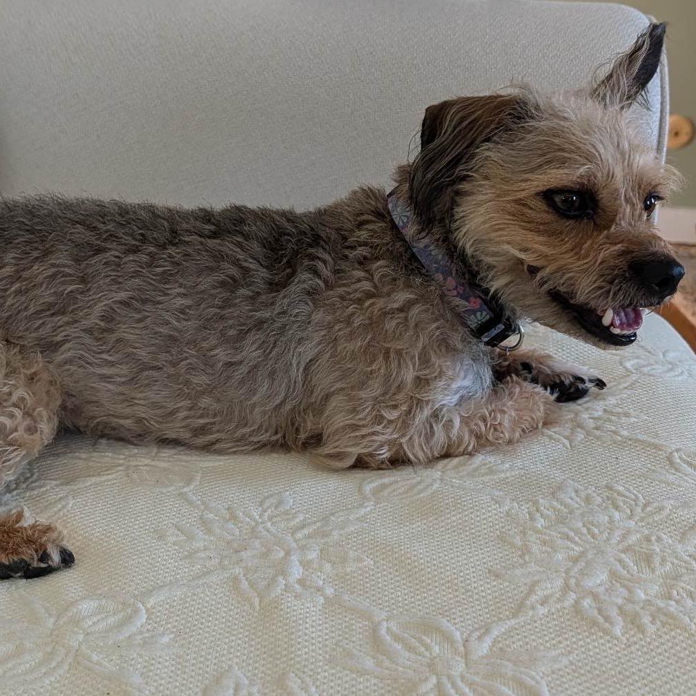 Enlarge Sylvie (Joy), a Adoptable mixed breed in Alma, WI image 5/6