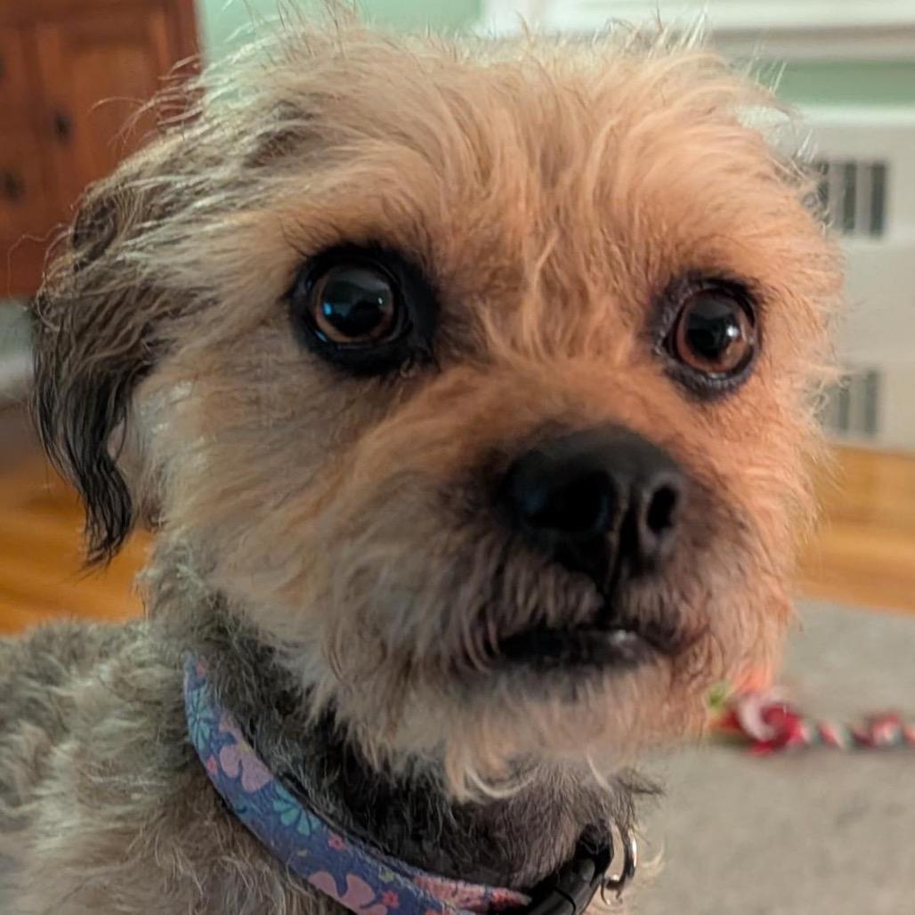 Enlarge Sylvie (Joy), a Adoptable mixed breed in Alma, WI image 6/6