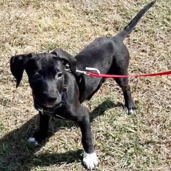 Danny, Adopted, Puppy Male Labrador Retriever & Shepherd.