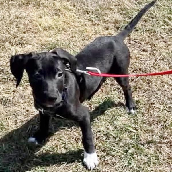 Albert, Adoptable, Puppy Male Labrador Retriever & Shepherd.