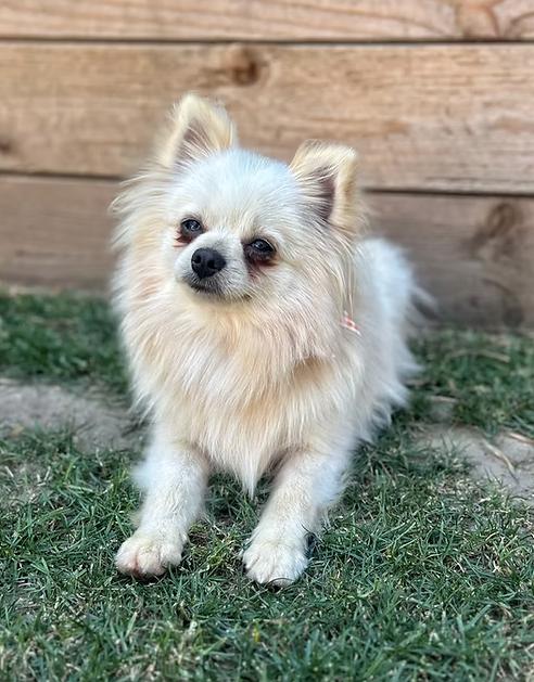 Dodge, Adoptable, Young Male Pomeranian.