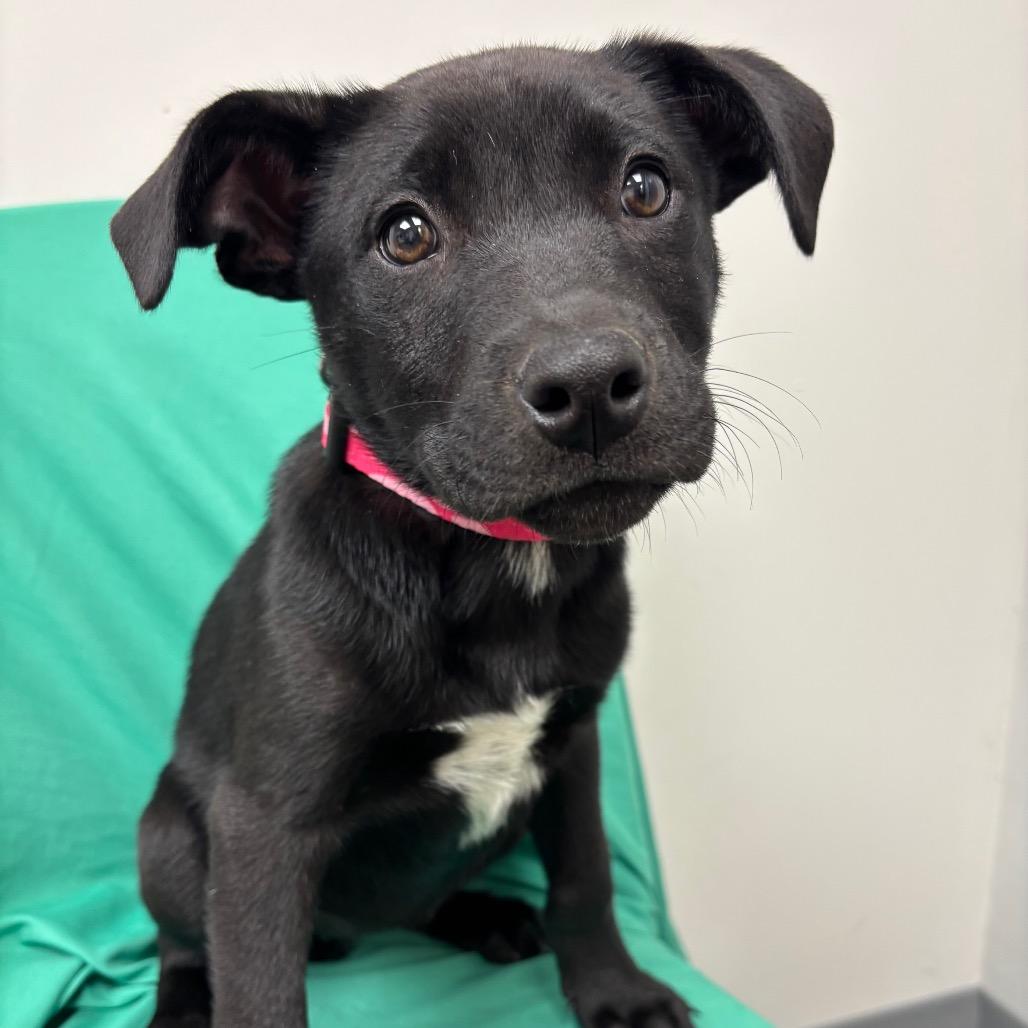 Anniston , adoptable, Puppy Female Mixed Breed.