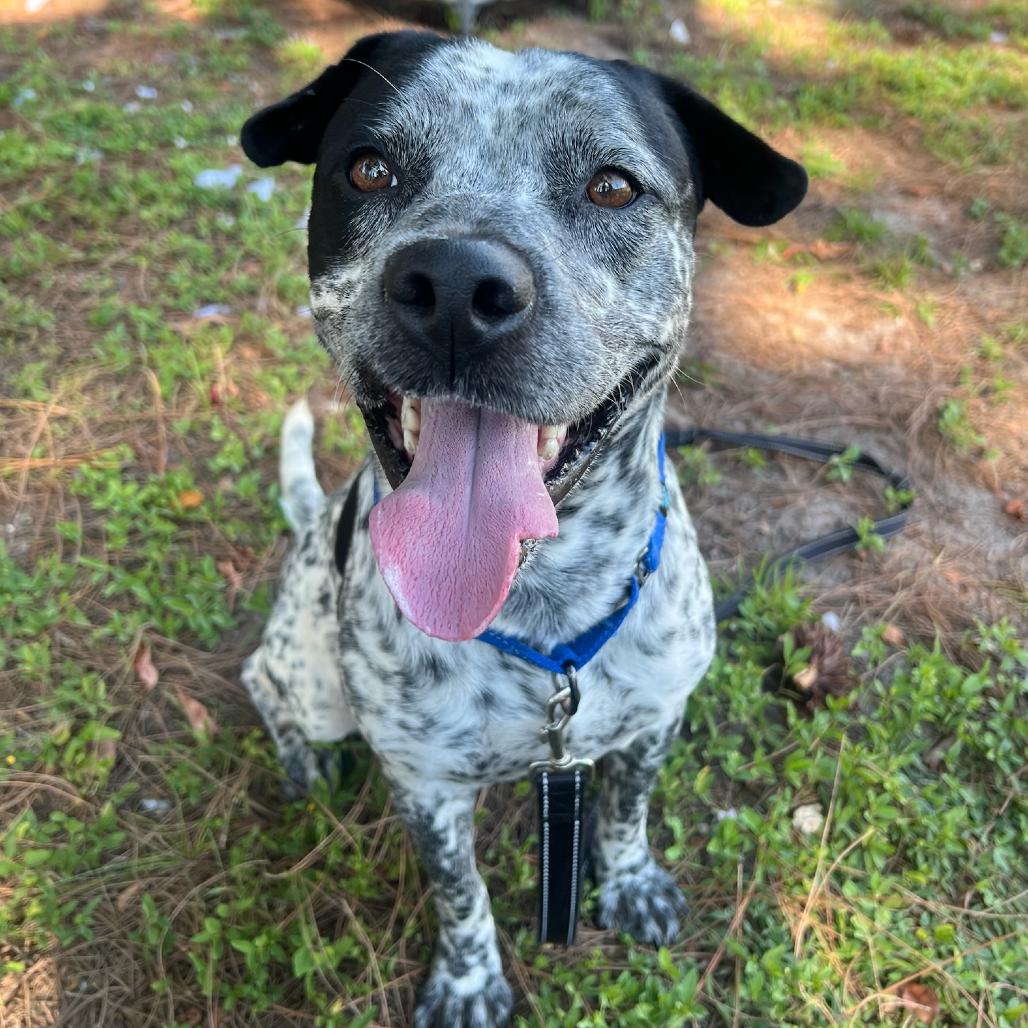 Leon — thumbnail 3