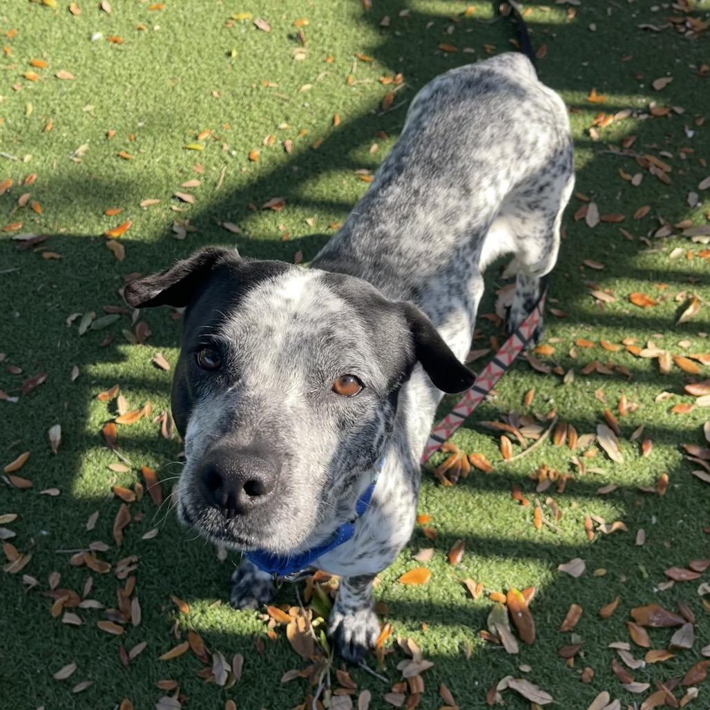 Leon — thumbnail 4