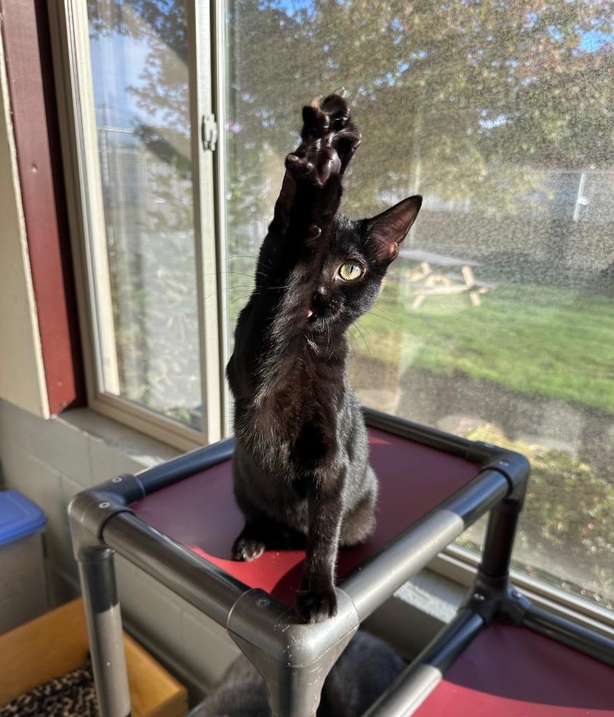 Barnacle, Adoptable, Young Female Domestic Short Hair.