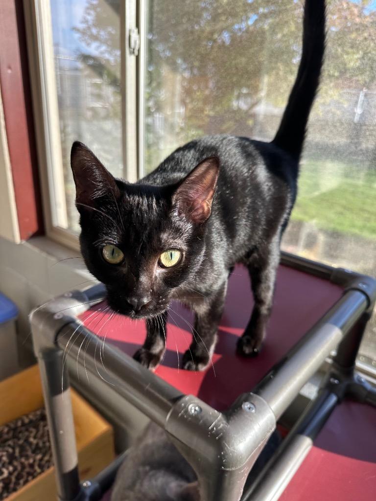 Barnacle, a Adoptable mixed breed in Newberg, OR image 2/3