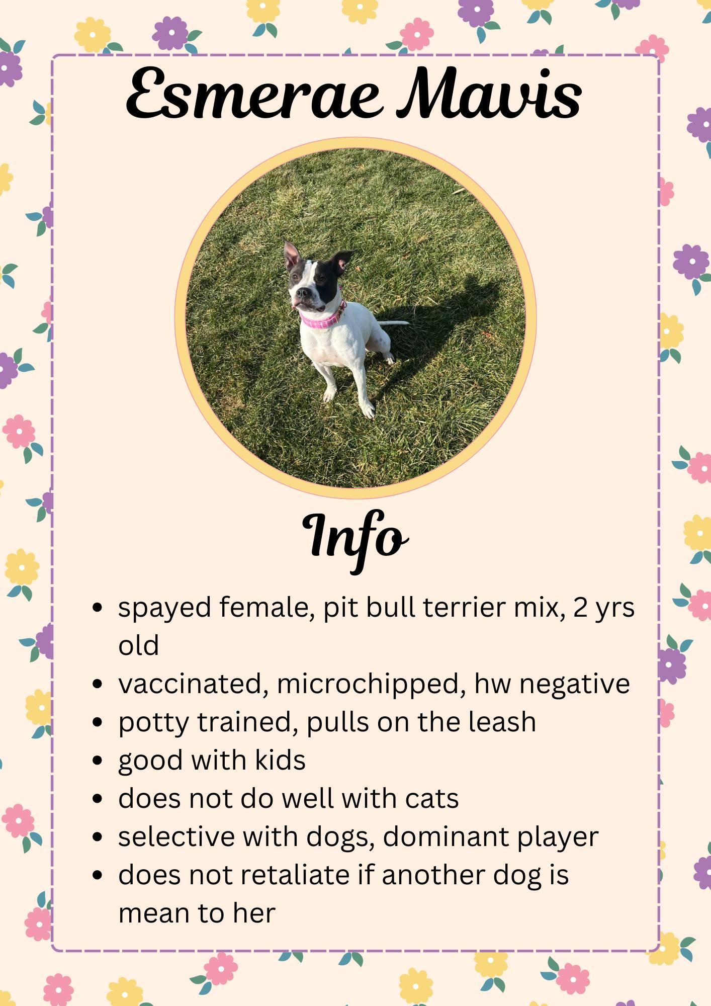 Esmerae Mavis, ADOPTABLE, Adult Female Pit Bull Terrier.