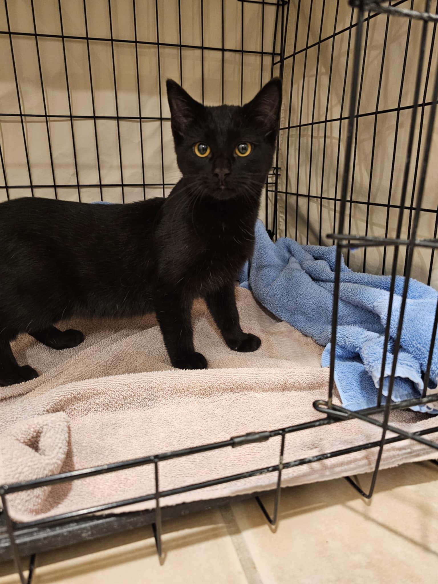 Fuji, Adoptable, Young Male Domestic Medium Hair.