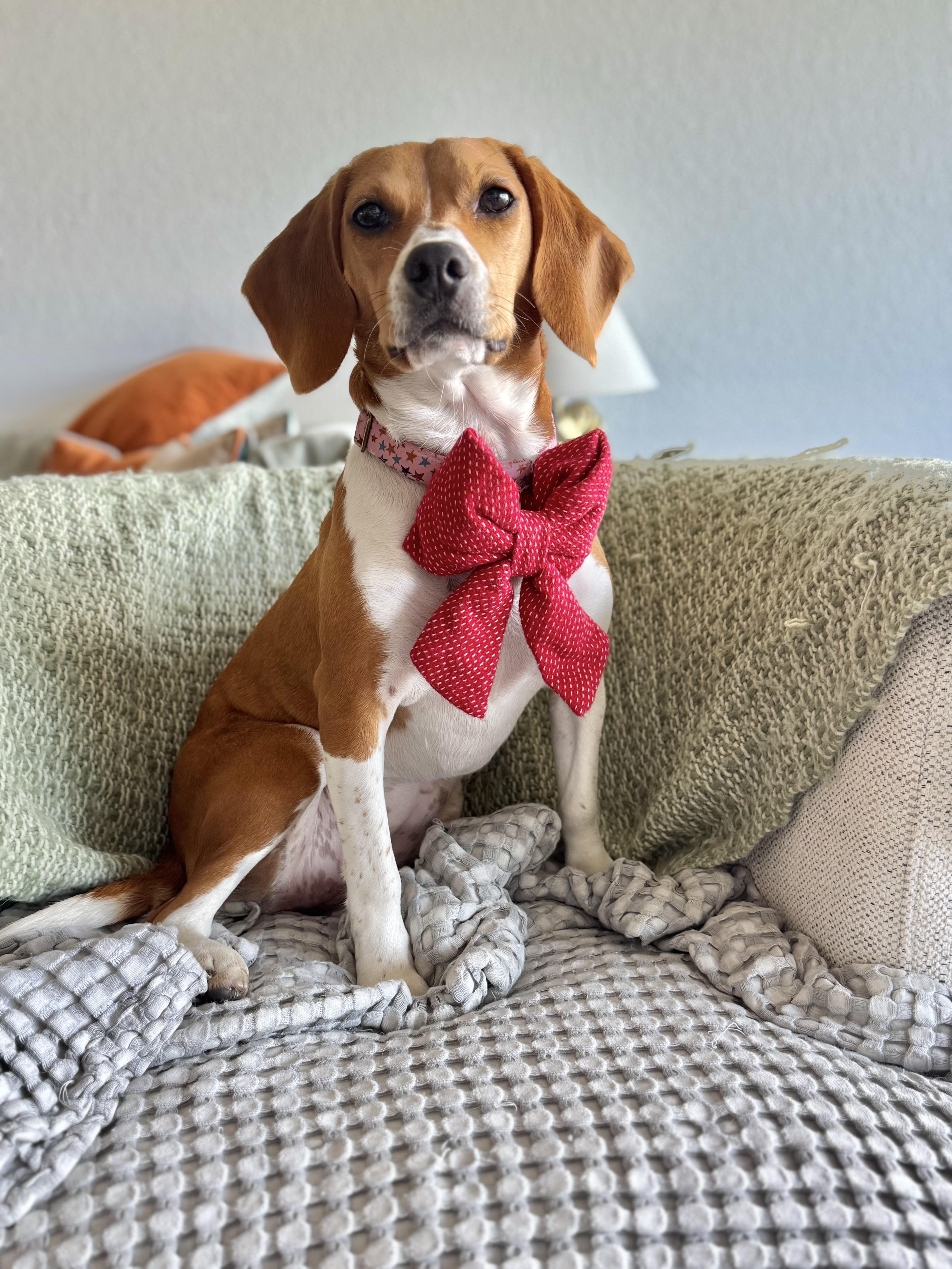 Lucy Lucy Apple Juicy , adopted, Young Female Beagle.
