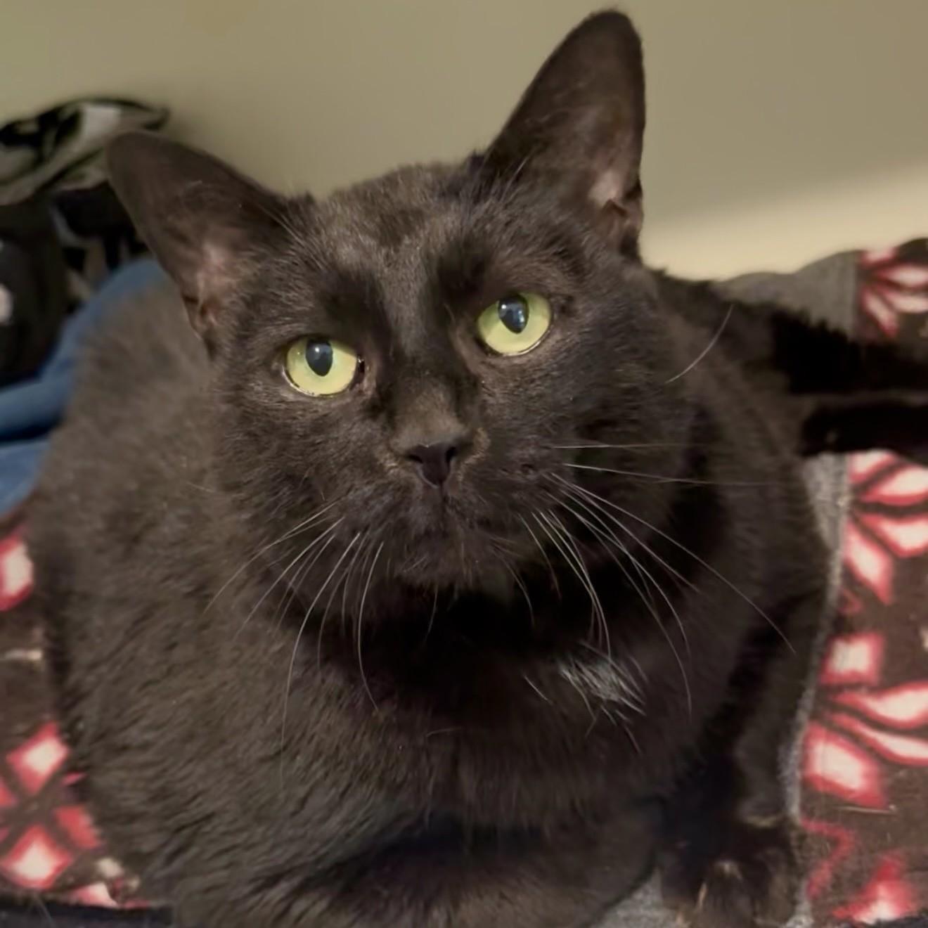 Lilly Bean, a Adoptable Domestic Short Hair in Victor, NY image 6/6