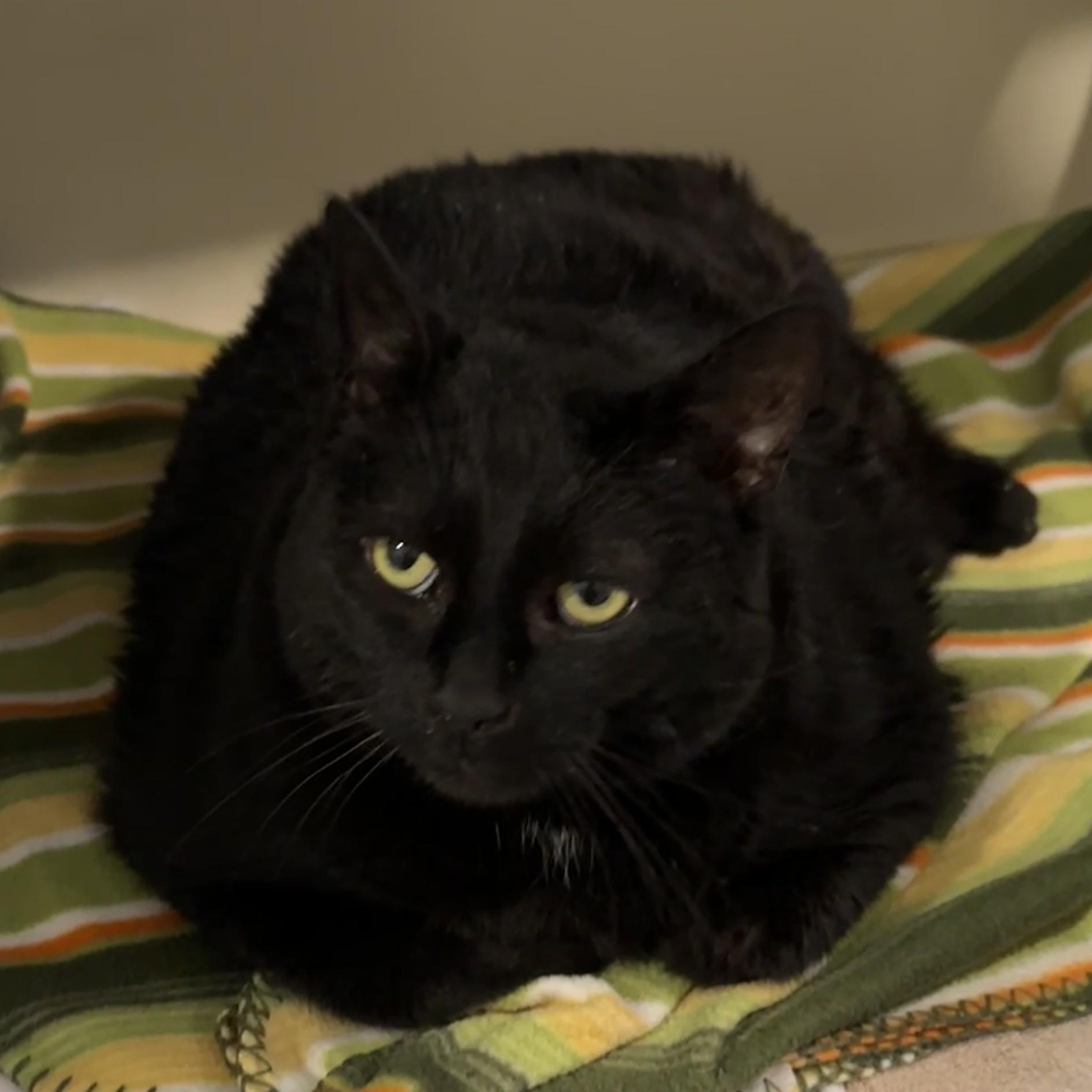 Lilly Bean, a Adoptable Domestic Short Hair in Victor, NY image 5/6