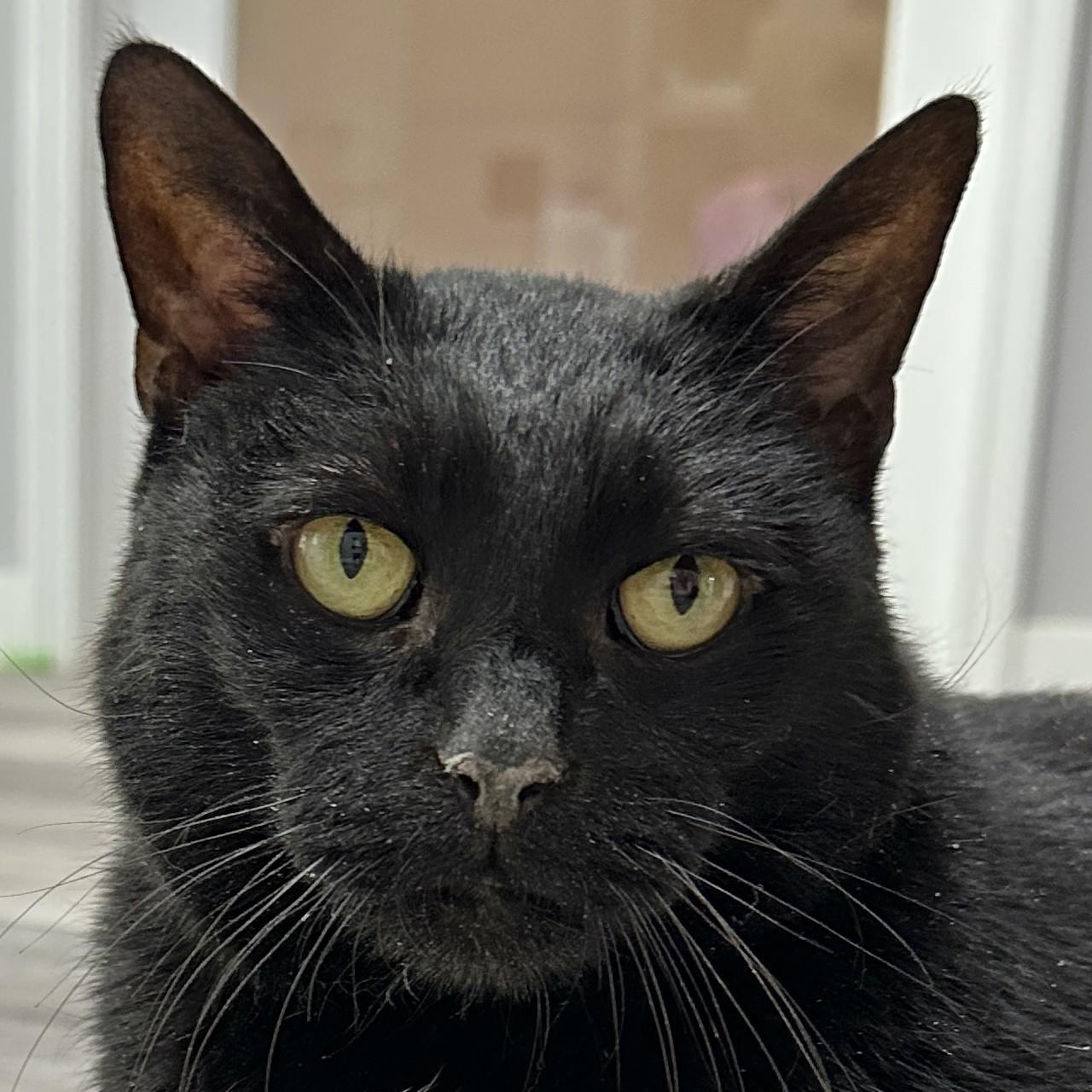 Lilly Bean, a Adoptable Domestic Short Hair in Victor, NY image 1/6