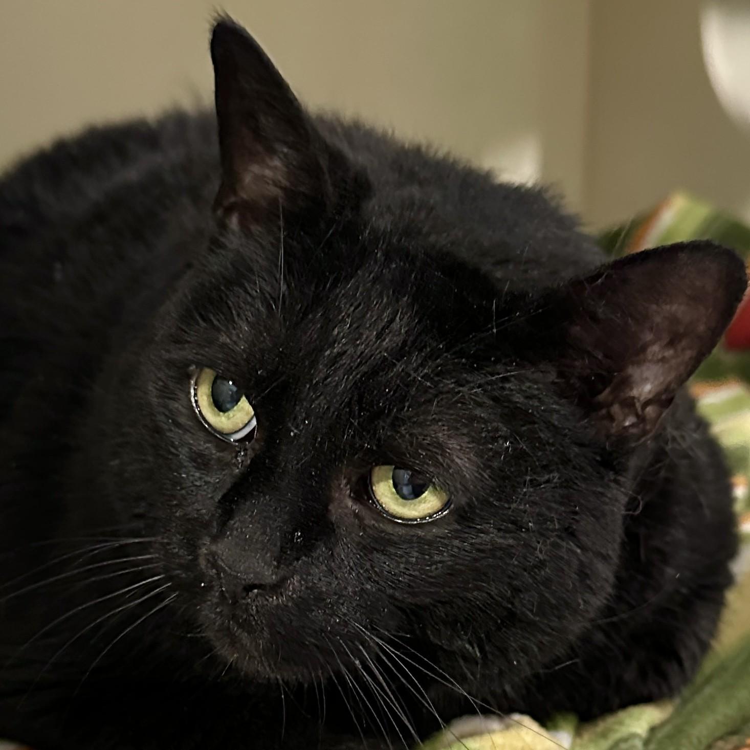 Lilly Bean, a Adoptable Domestic Short Hair in Victor, NY image 4/6