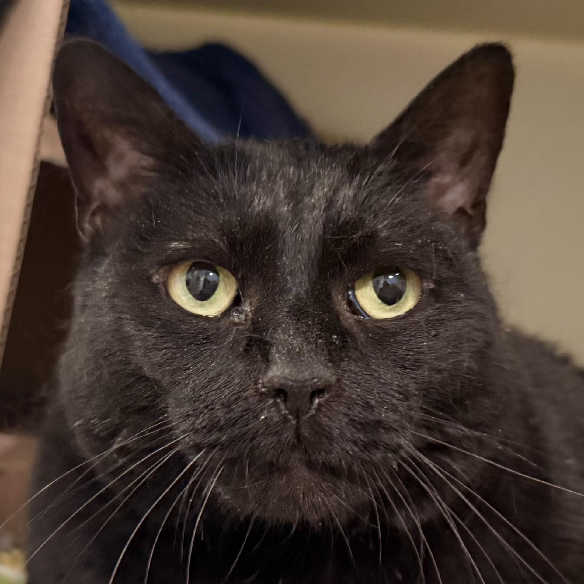 Lilly Bean, a Adoptable Domestic Short Hair in Victor, NY image 3/6