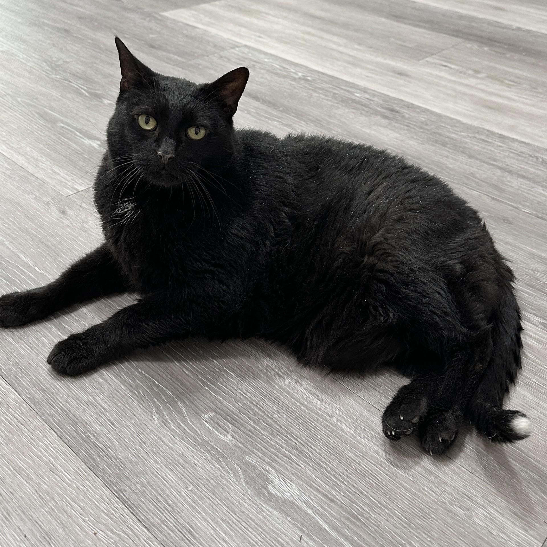 Lilly Bean, a Adoptable Domestic Short Hair in Victor, NY image 2/6