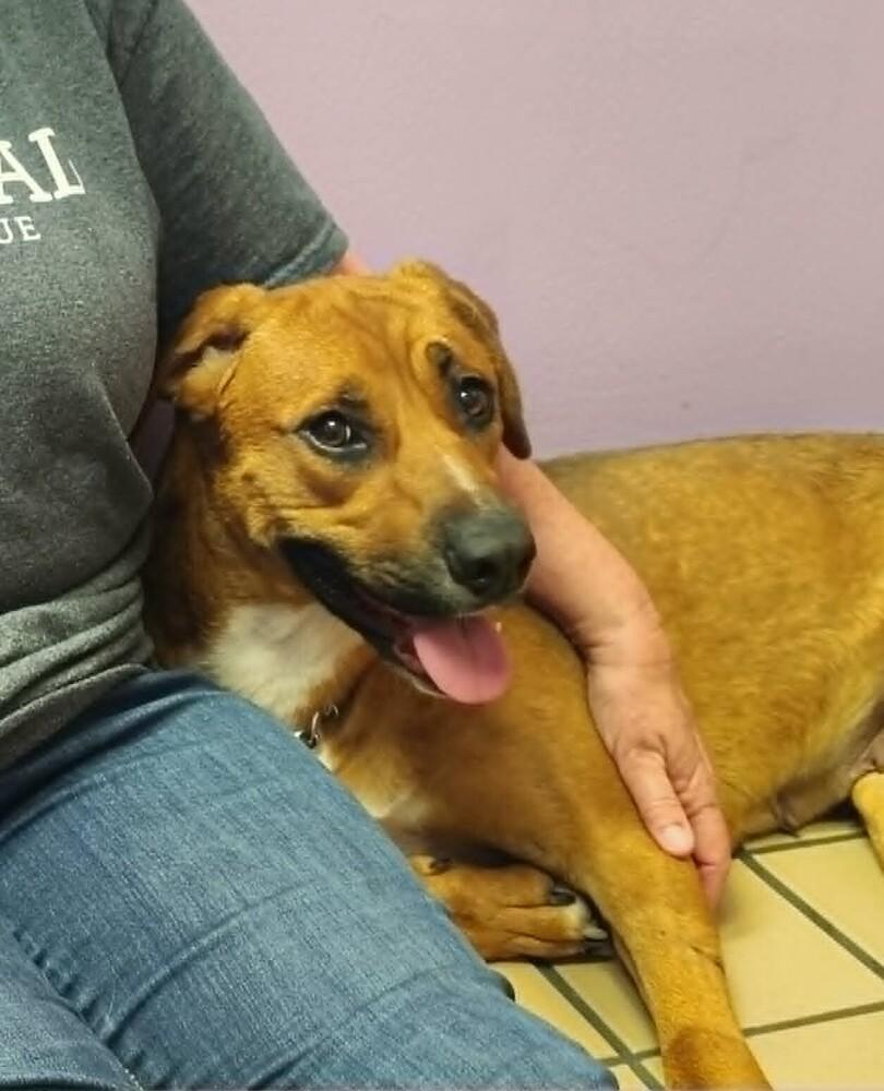 Callie (Polk County), Adoptable, Young Female Hound & Labrador Retriever.