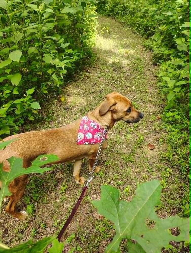 Enlarge Callie (Polk County), a Adoptable mixed breed in Gillsville, GA image 2/6