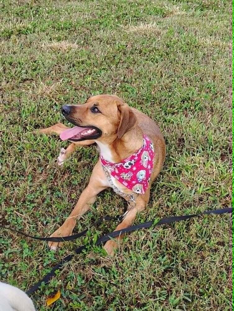 Enlarge Callie (Polk County), a Adoptable mixed breed in Gillsville, GA image 3/6