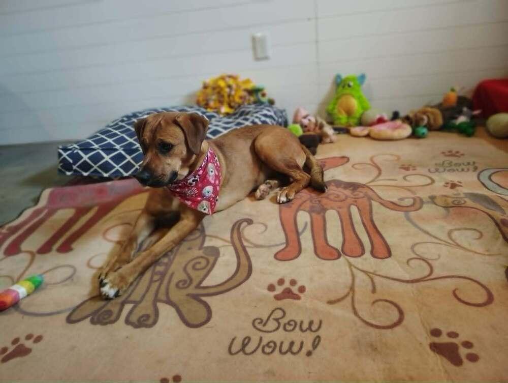 Enlarge Callie (Polk County), a Adoptable mixed breed in Gillsville, GA image 4/6