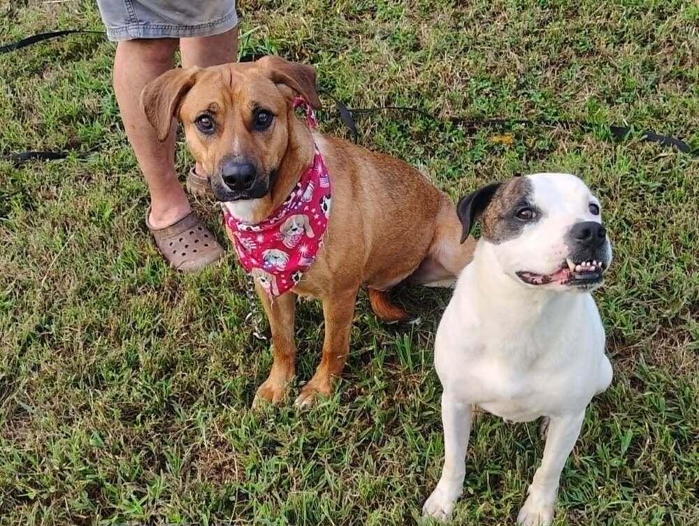 Enlarge Callie (Polk County), a Adoptable mixed breed in Gillsville, GA image 5/6