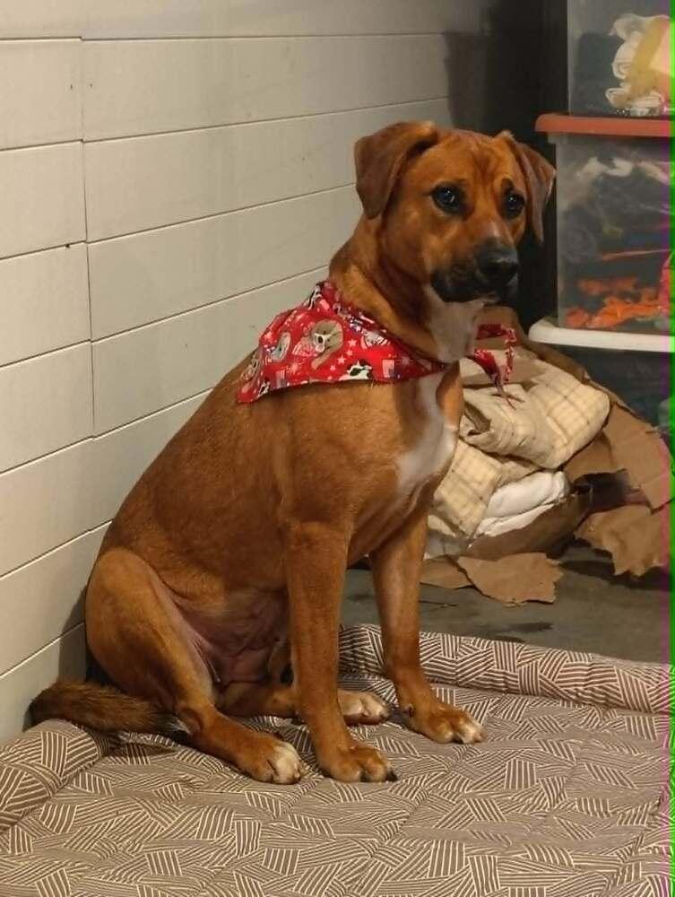 Enlarge Callie (Polk County), a Adoptable mixed breed in Gillsville, GA image 6/6
