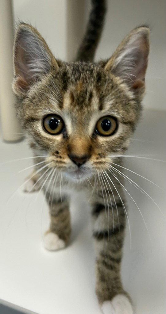 Enlarge 26-432, a Adoptable Domestic Short Hair in Tarboro, NC image 1/1