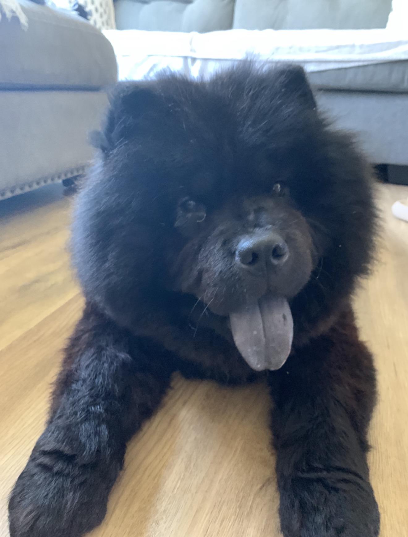 Enlarge KONA , a Adoptable Chow Chow in Swansea, SC image 1/6