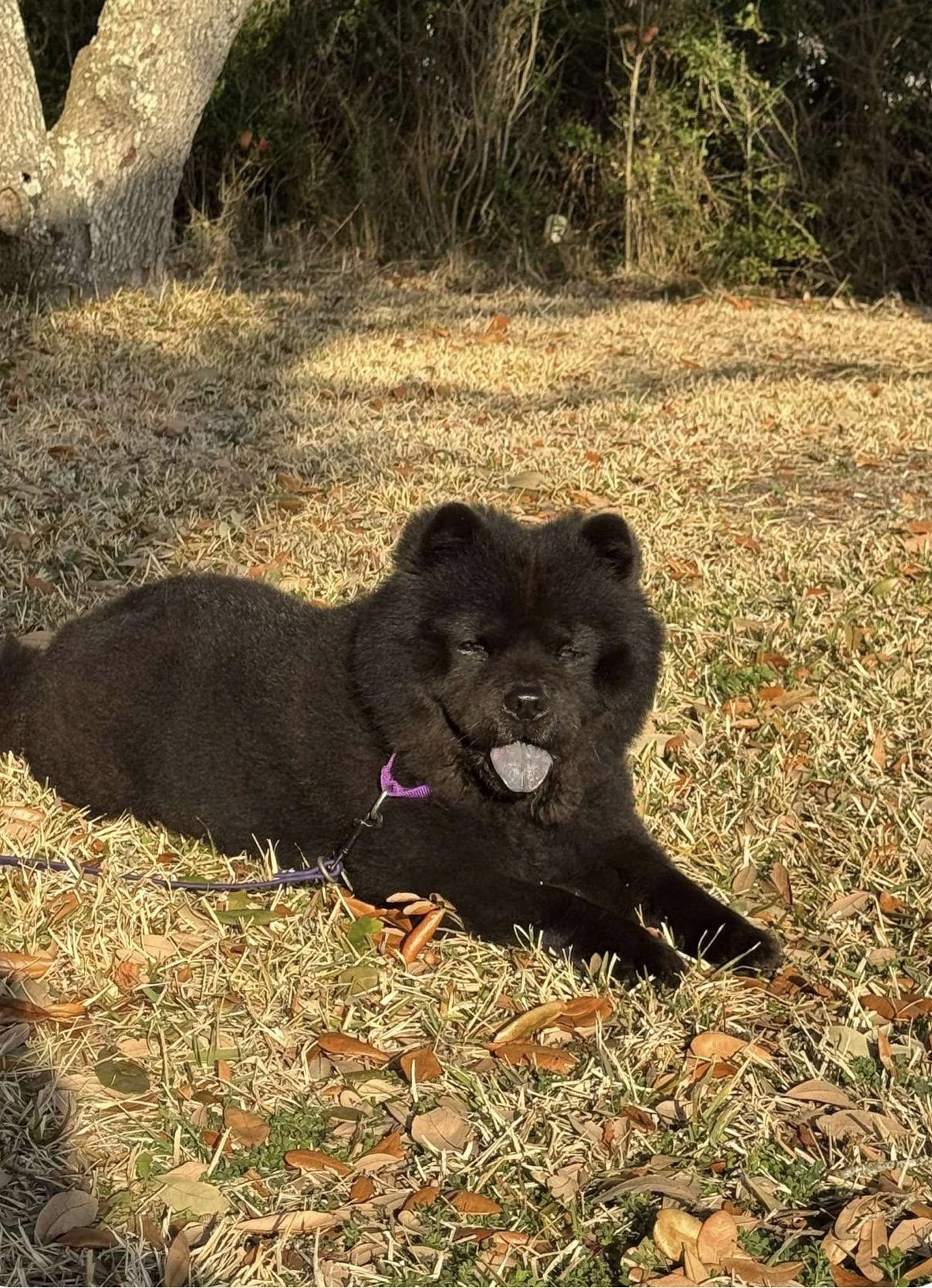 Enlarge KONA , a Adoptable Chow Chow in Swansea, SC image 3/6