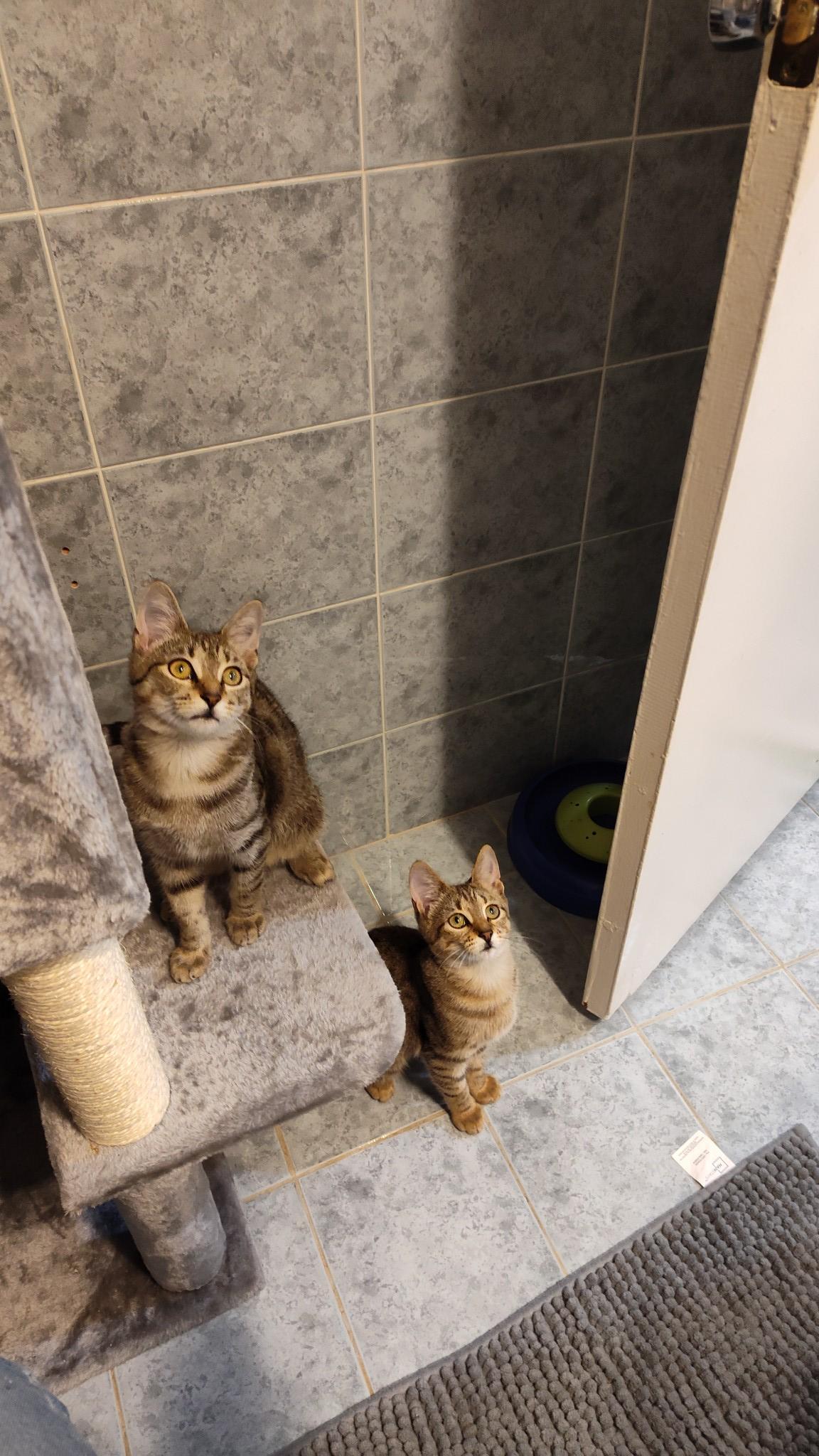 Holly, a Adoptable American Shorthair in Cooper City, FL image 3/6